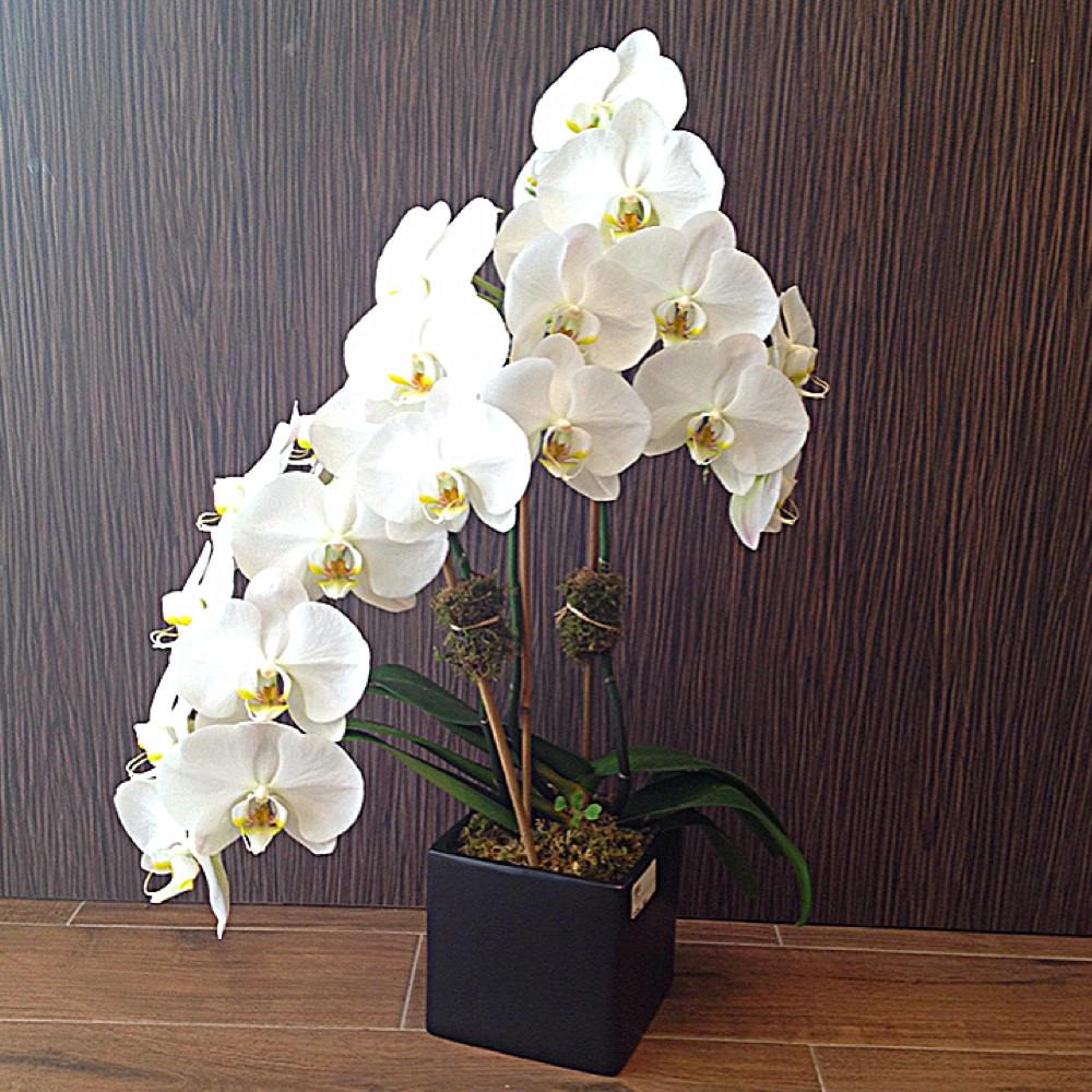 White Phalaenopsis